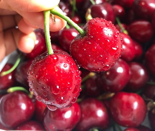 【重庆馆优品推荐】早春第一果,国产大连美早大樱桃已上市,超甜大果
