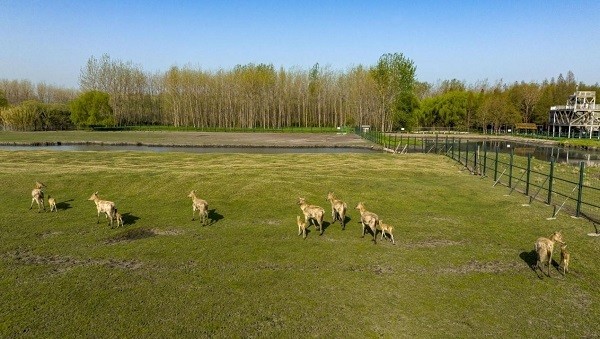 江苏泰州溱湖湿地公园喜添18头麋鹿宝宝