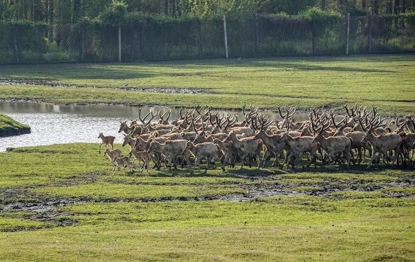 江苏泰州溱湖湿地公园喜添18头麋鹿宝宝