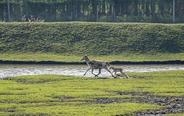 江苏泰州溱湖湿地公园喜添18头麋鹿宝宝