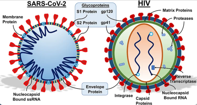 hiv病毒与新型冠状病毒具有相同点,如部分新型冠状病毒的疫苗与药物