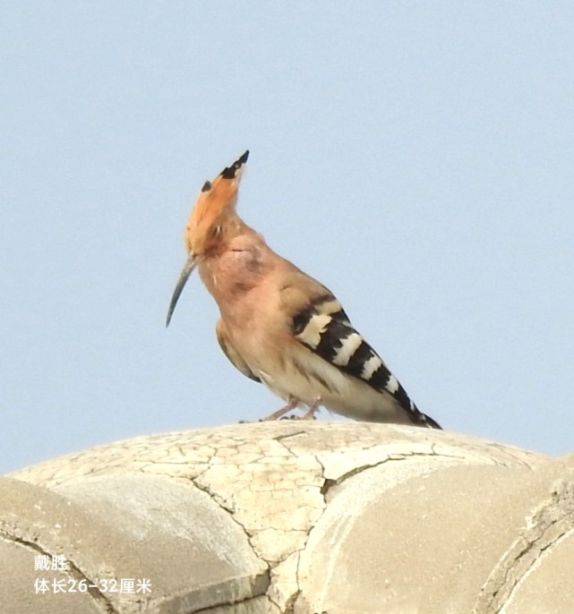 早上,在大约4-500米之外,隐隐听见戴胜鸟的咕咕声,于是跟着鸣叫声慢慢