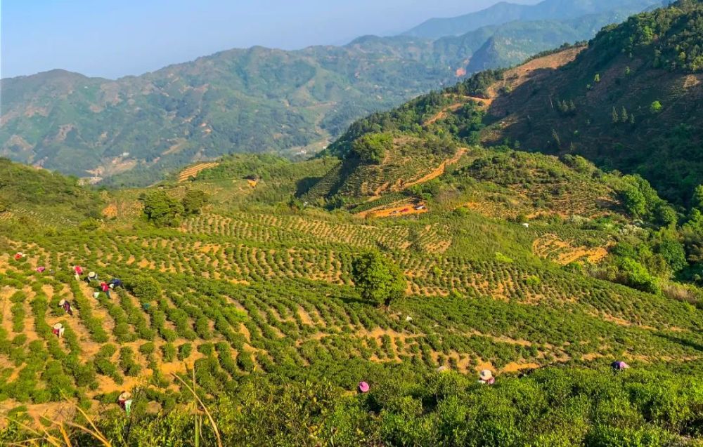 村茶葉種植基地紫金縣南嶺鎮莊田村茶農在採春茶連平縣隆街鎮象湖茶園