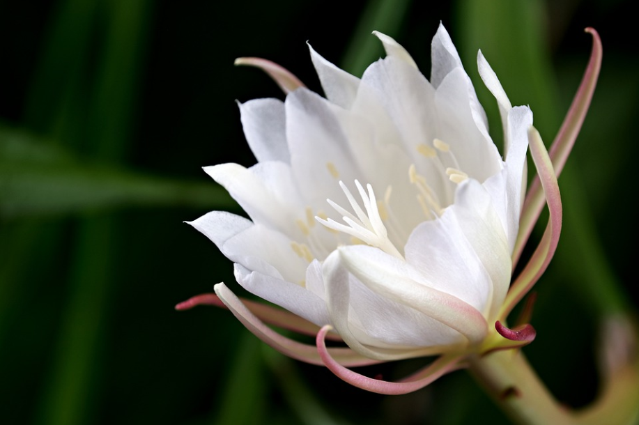 每日一花4 10 昙花 月下美人 腾讯新闻