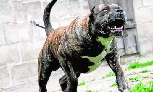 纪实:宁夏"食人狗"案:让狗吃人肉被枪毙,主人曾是电影明星