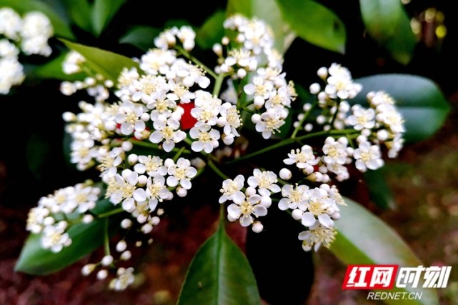 组图丨湘潭市湖湘公园石楠花开渐密