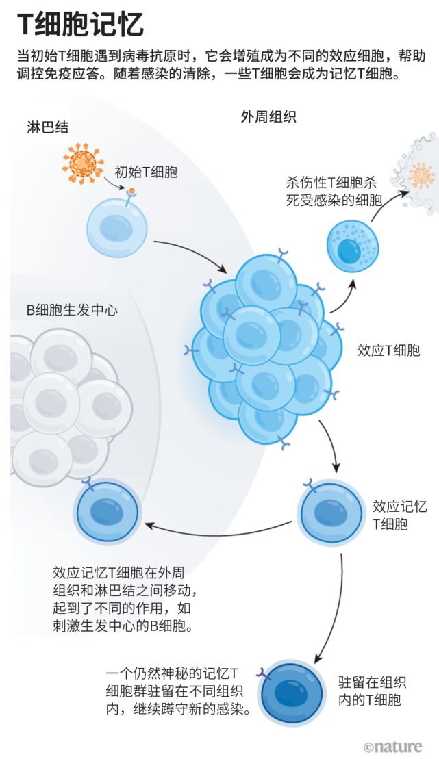 杀伤性t细胞会快速分裂,杀死受感染的细胞;各种辅助性t细胞会释放化学