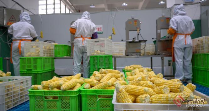 高原特色农产品：云南绿色生态的新名片