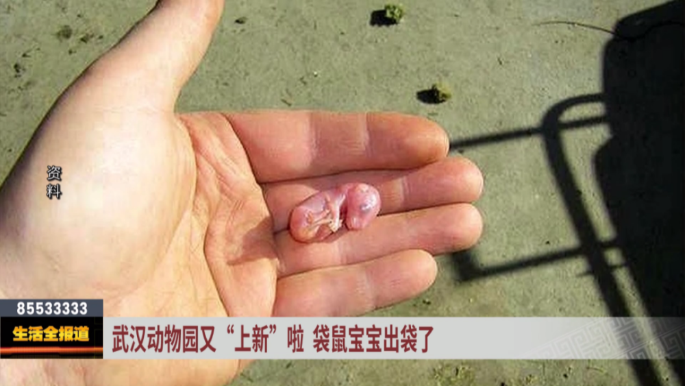 因为袋鼠宝宝刚出生时非常微小,只有蚕豆一般大小,所以要待在育儿袋里