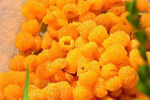 黄泡不仅味甜好吃,还能满足人们的各种奇思妙想,扯