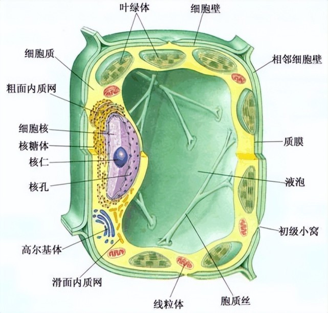 要想讓植物細胞存在大量的熒光素酶基因和螢光蛋白基因,就只能在細胞