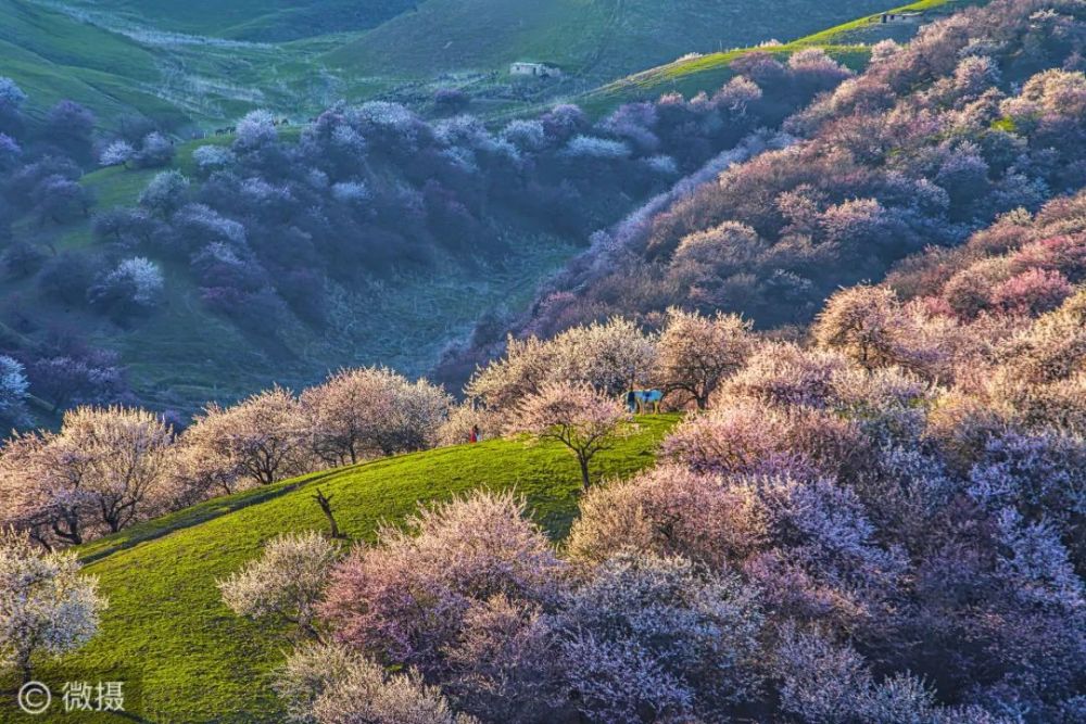 在陣陣春風的吹拂下,攝影:於東禮攝影:馬會平就是這春天最美的風景.