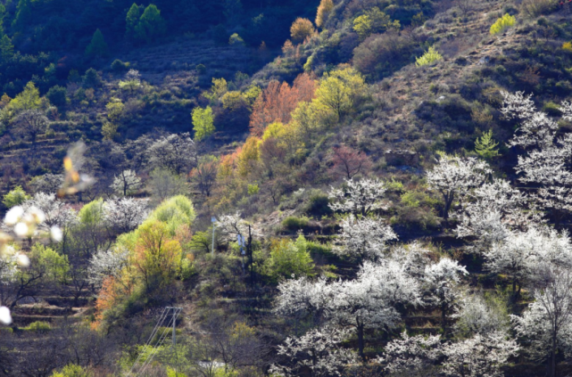 【4月23日】春日最美梨花梯田:杏黃—東溝—大灘