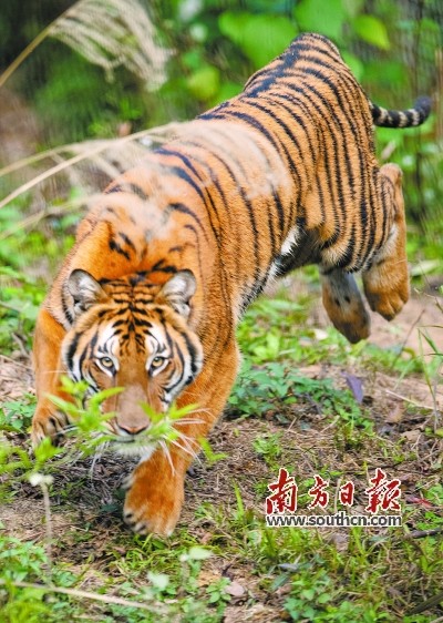 宜黄华南虎自然保护区图片