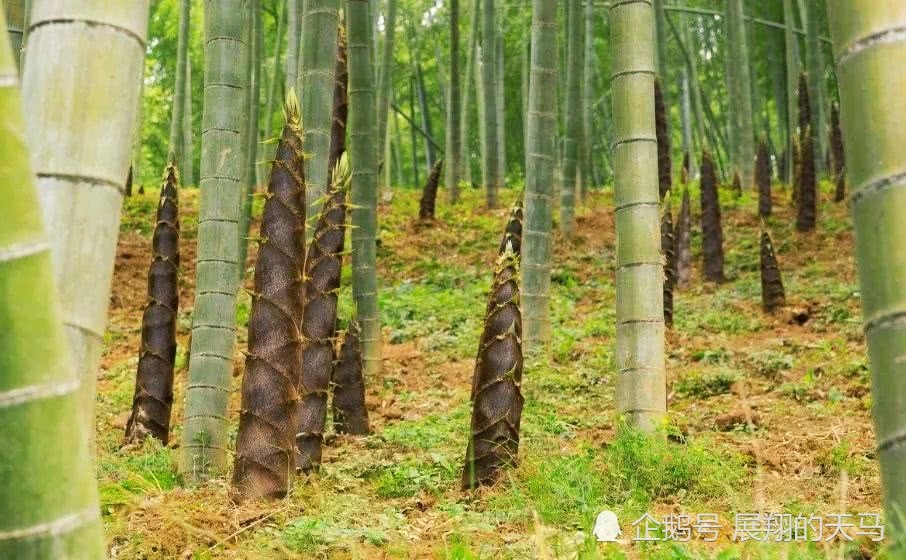 為什麼會有冬筍如果不挖走冬筍它最終會長成竹子嗎