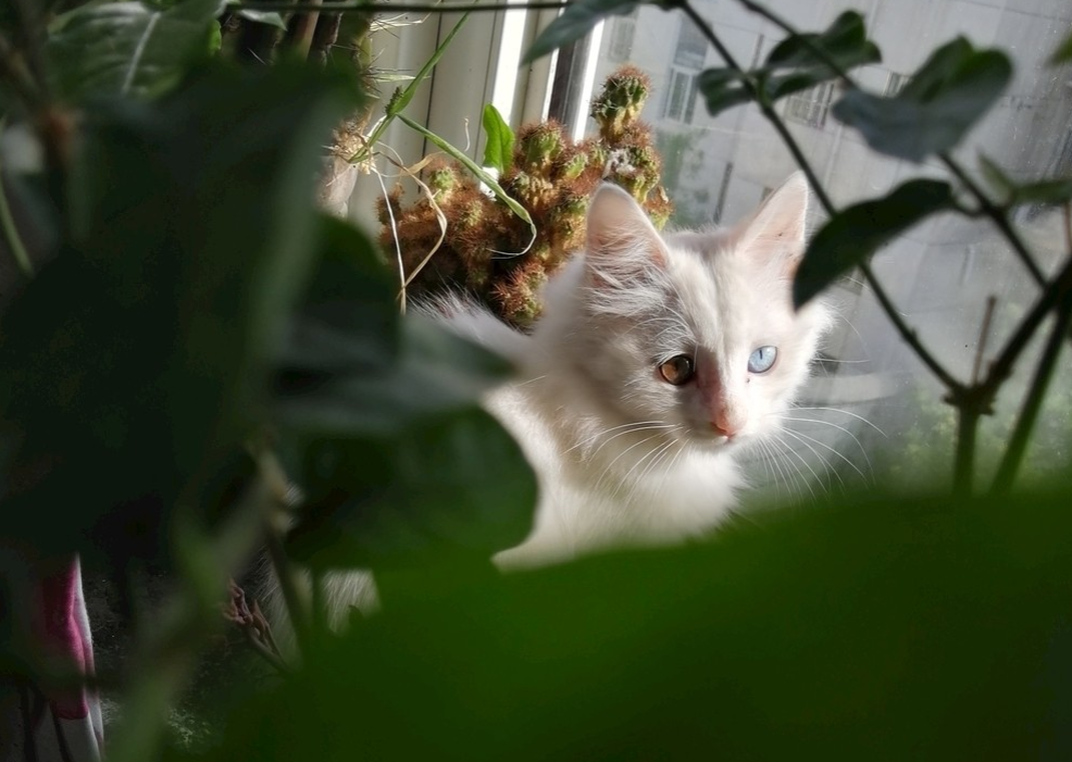 跋履另一个季羡林