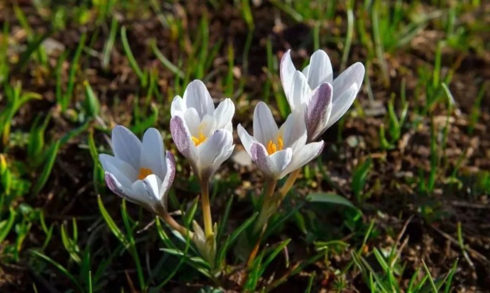 伊犁河谷的春天,从顶冰花无惧冰雪的绽放开始_腾讯新闻