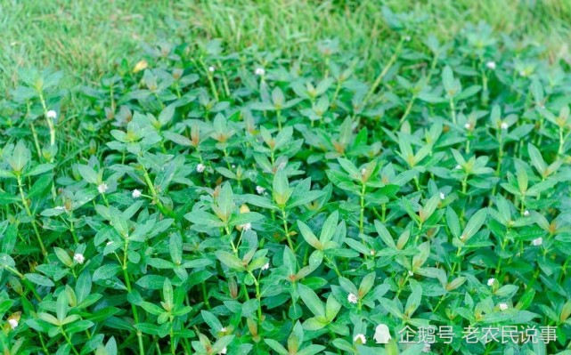 水花生为多年生宿根草本植物,茎上有节,节能生根,能靠茎芽繁殖,春夏