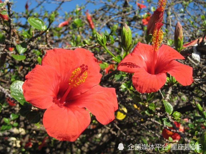 4月11日 17日愛情運勢 甜蜜相伴 情有所歸的四大星座 天天看點