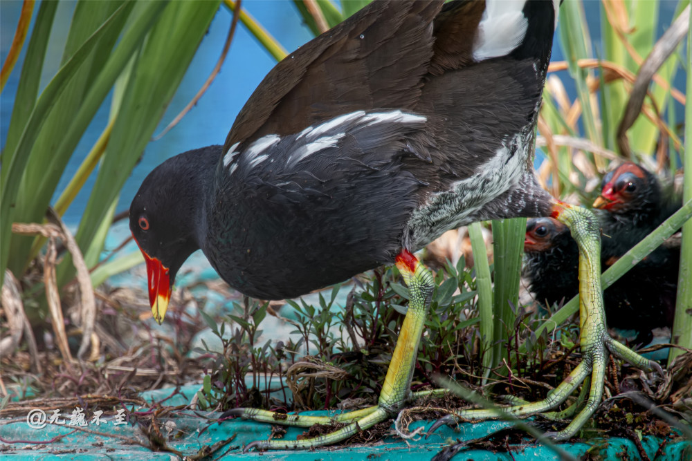 成都青白江红冠黑水鸡长流河安家觅食遛仔不亦乐乎