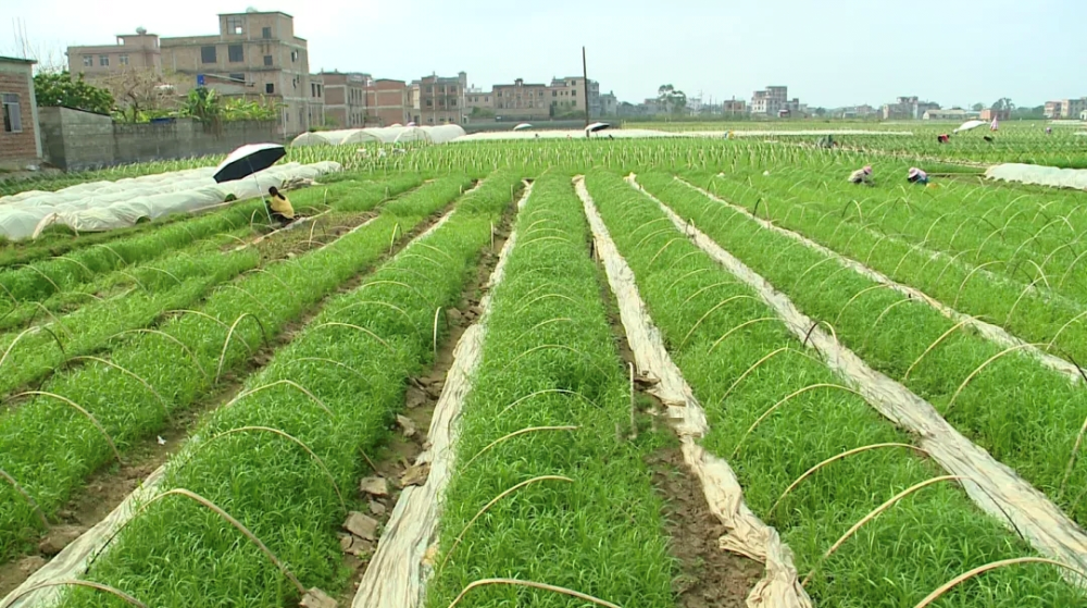 广西一村子种植空心菜1000多亩,亩产值约10000元_腾讯新闻