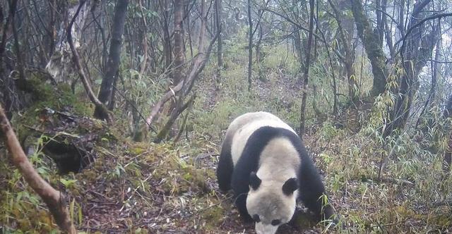 紀實2014年大熊貓咬死家中羊兄弟倆開槍怒殺熊貓結局如何