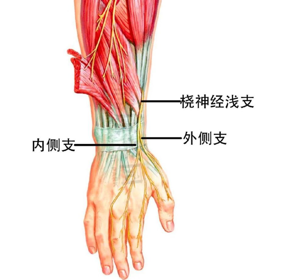 内侧支在腕部上方与前臂外侧皮肤的背支相通,在手背与尺神经的背支