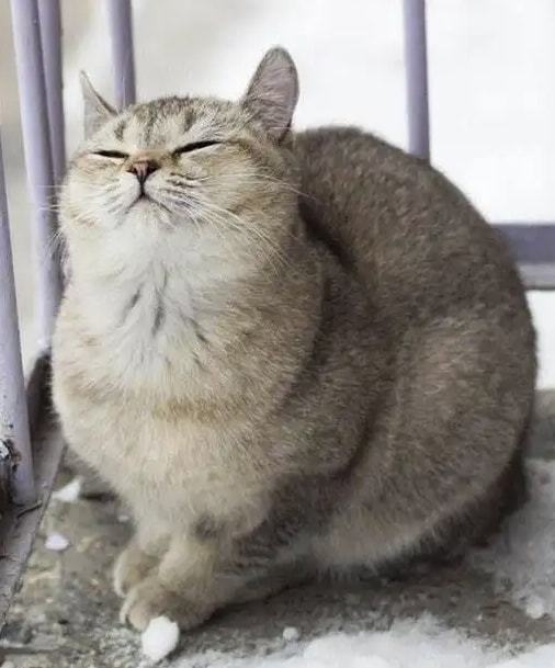 养一只胖猫是怎样的体验?