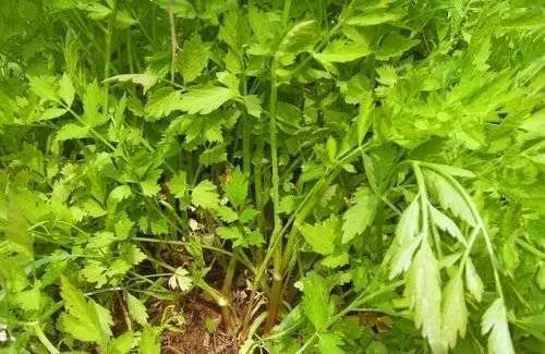 "北宋乐史《太平寰宇记》承其说,"蕲,一名水芹,即芹菜,蕲春义为蕲菜之