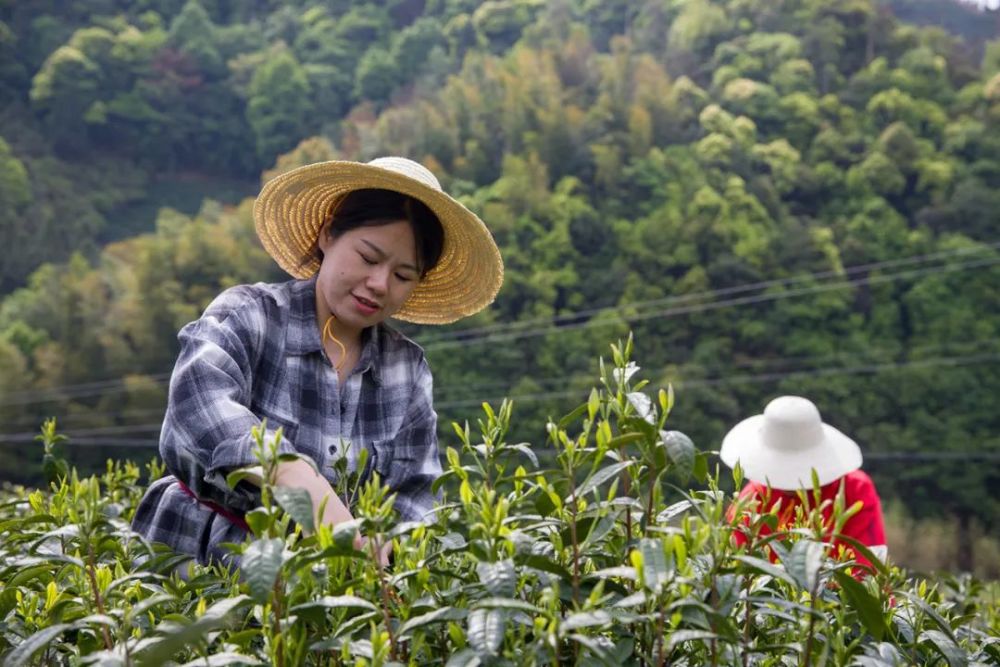 箬坑茶叶面积（箬坑茶叶面积有多少亩） 箬坑茶叶面积（箬坑茶叶面积有多少亩）《箬坑畲族村》 茶叶资讯