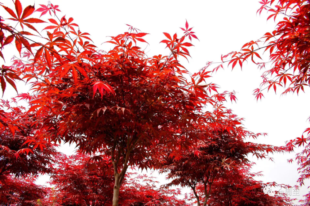 美周至這個地方的紅楓已紅透了山野