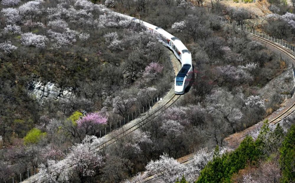 花海列車穿越居庸關美翻了