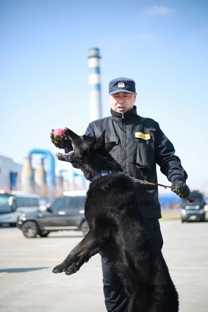 犬王的训导员图片