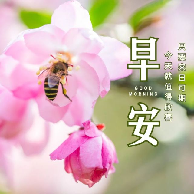 特别漂亮的早上好图片 最美 温馨 早上好祝福语 早上好漂亮的图片