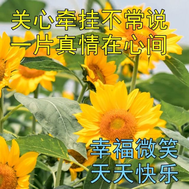 日常暖心早上好祝福美圖 每日好看的朋友早安祝福圖片合集