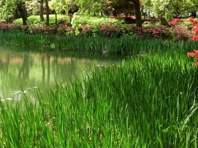 最爱那一抹新绿,令人心生欢喜,岁月生香!