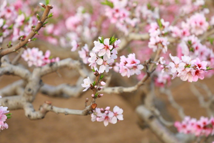 一捧春风过人间
