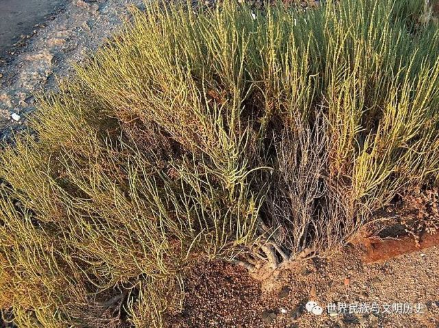 植物界全系列苋科藜亚科二盐节木