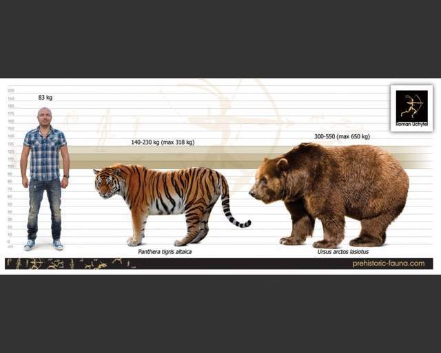 东北虎vs乌苏里棕熊谁才是真正的西伯利亚之王呢