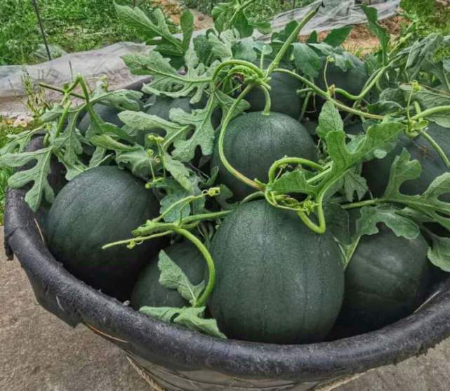 细嫩,松脆,多汁,鲜甜,冰糖味!魔都最早熟西瓜"黑津"较去年晚一周上市,