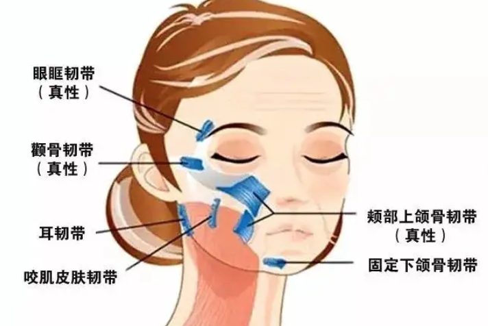 男人颧脂肪垫变样比女人更显老