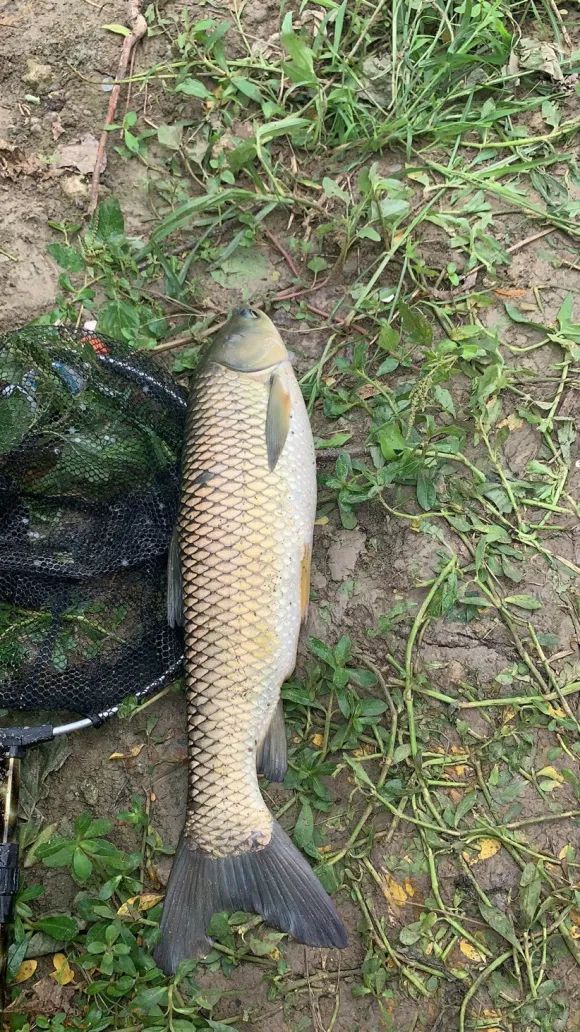 暮春初夏野钓桑葚树草鱼鲤鱼都入护经验和技巧分享