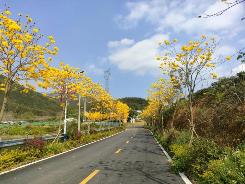 数字牛景观美惠东平山碧山村这条村道顶呱呱