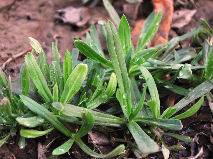 保存香椿别用盐腌 试试农家土办法 冬天炒鸡蛋真香 放一年不坏 腾讯新闻