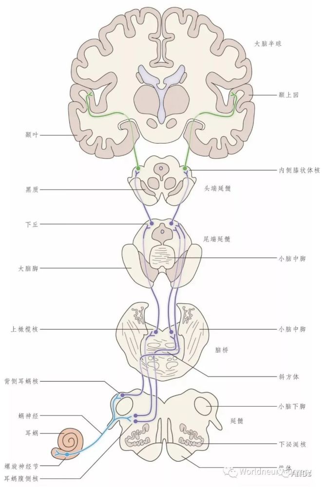 聽覺神經纖維在延髓和丘腦間內的許多區域可以形成突觸.