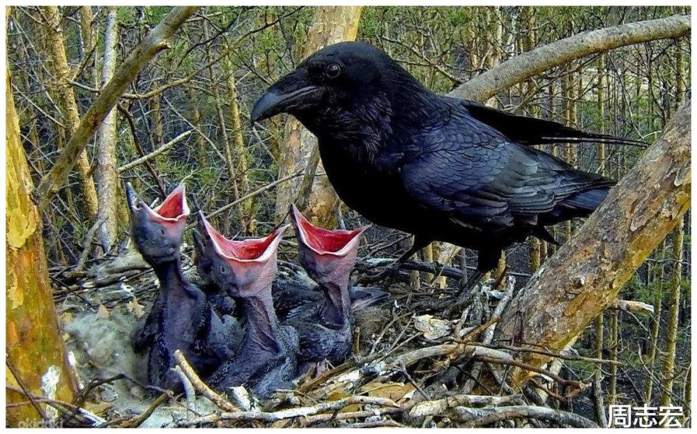 深圳怪鸟叫声凄厉昼夜扰民人称冤魂鸟为什么不能赶走