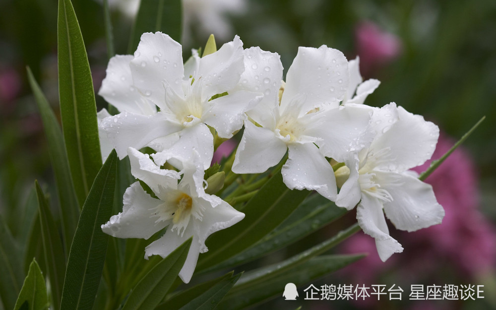 4月12日星座運勢 奮發圖強 迎來曙光的四大星座 天天看點