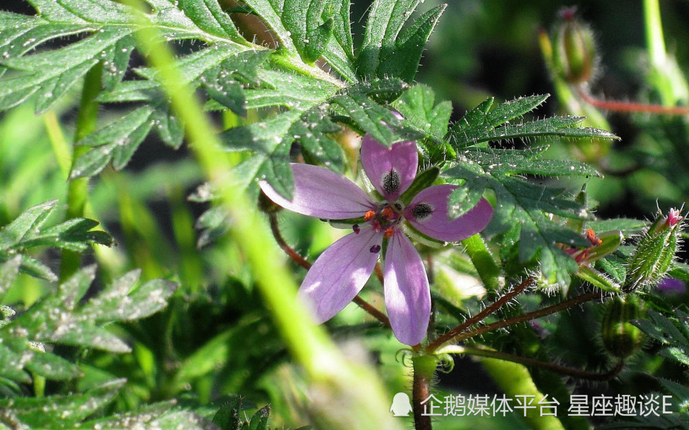 4月12日 18日爱情运势 桃花缤纷 喜逢佳缘的四大星座 天天看点