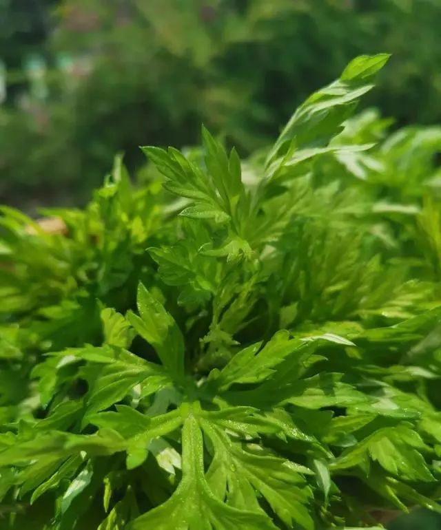 几场春雨之后,在山间地头中,到处都会有艾草的踪迹,艾草苦而香的味道