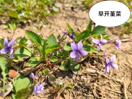 踏春辨野菜有圖有真相你學會了嗎